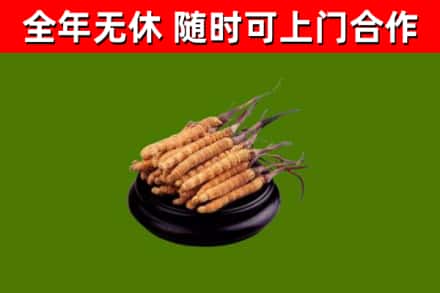 洛南县烟酒回收冬虫夏草.jpg